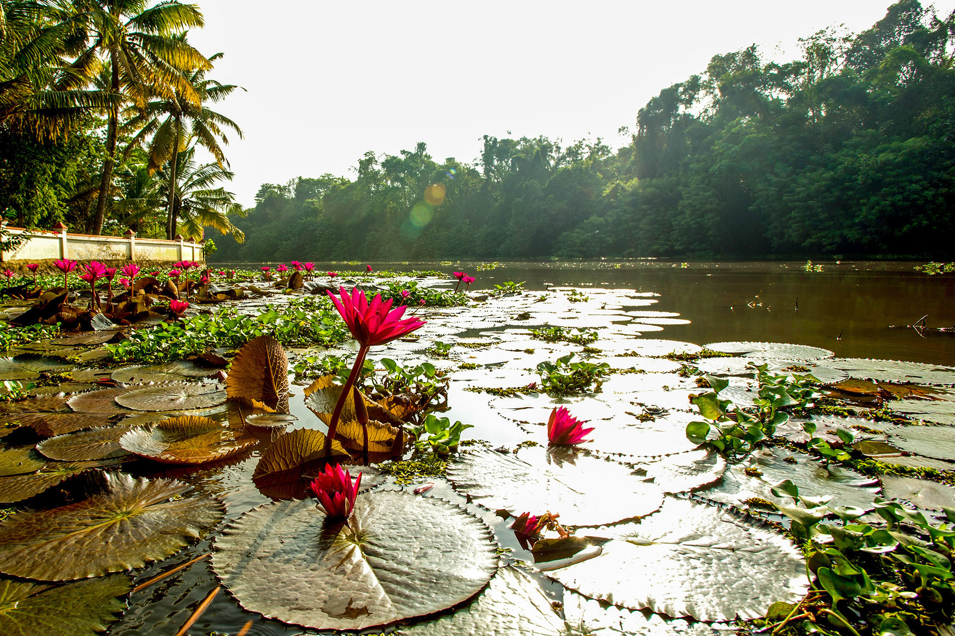 Flora Kerala