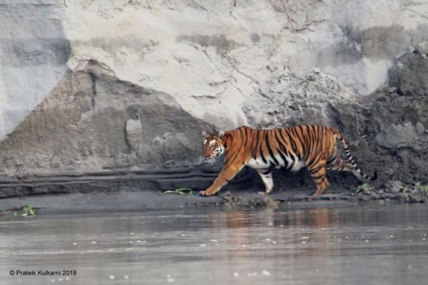 3 Wildlife Experiences from the MV Mahabaahu