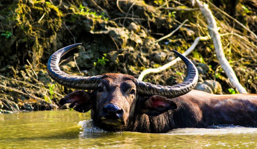 Buffalo Try to Spot the Big 6 on Your Next Trip
