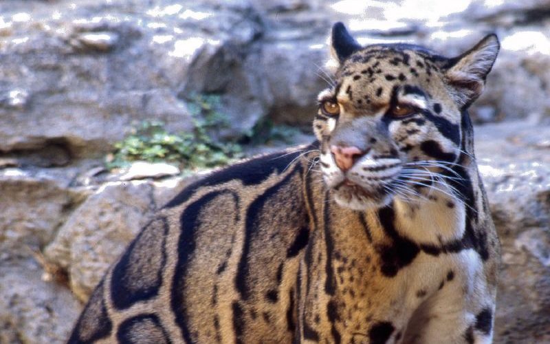 Clouded_leopard Try to Spot the Big 6 on Your Next Trip