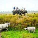 Elephant Safari Kaziranga Assam
