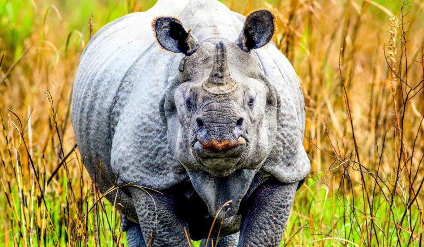 Kaziranga National Park: Land Of The Rhinos