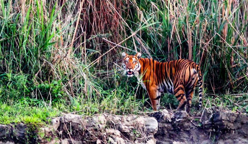 Tiger Try to Spot the Big 6 on Your Next Trip