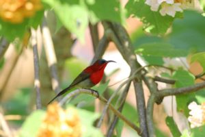 Bird - Crimson Sunbird