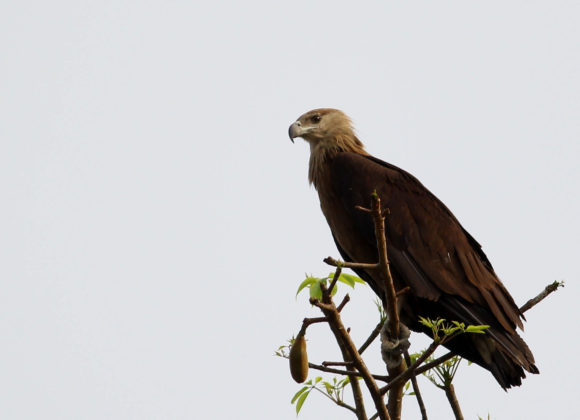 Bird - Pallas Fishing Eagle