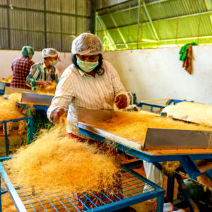 Coconut fibre processing in Chenganda Kerala