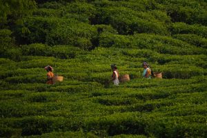 Tea Plantation Assam