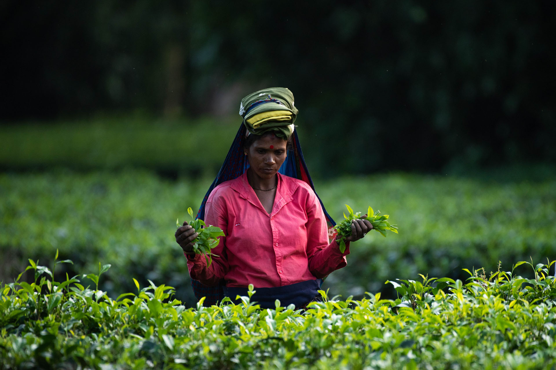 Is Assam Tea an original plant of Assam? - Blog Assam