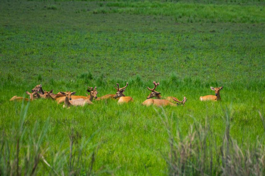 A voyage through Assam: cruising along India’s Brahmaputra River