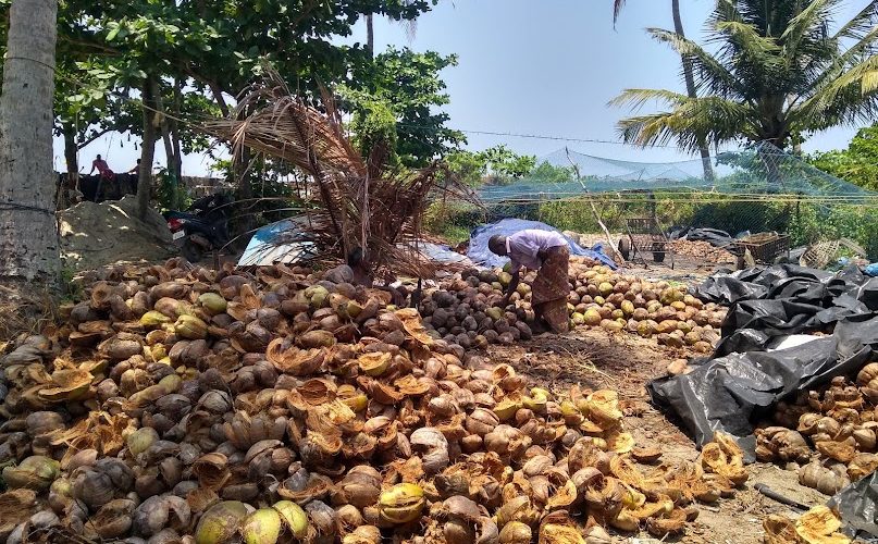 Coir Processing from Coconut