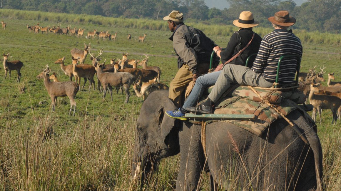 Elephant Safari - Kaziranga National Park Assam India