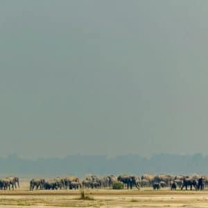 The ‘Gentle Giant’ Migration through Brahmaputra – A Maasai Mara moment