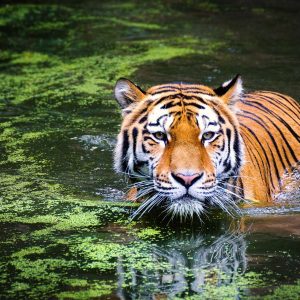 Mystical Marvels: A Journey Into the Enchanting Sunderbans